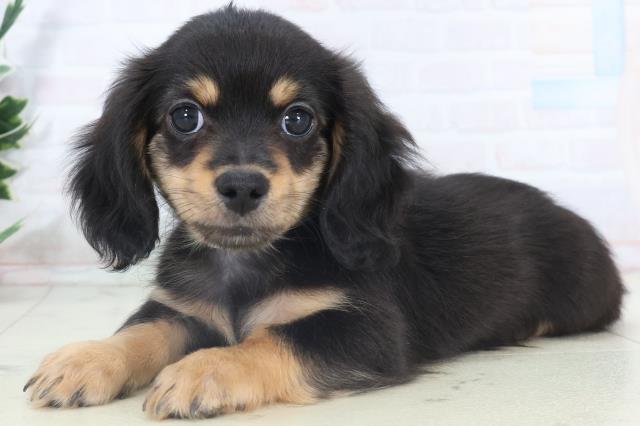 広島県のチワックス(チワワ×ダックス) (Coo&RIKUゆめタウン大竹店/2025年10月17日生まれ/男の子/ブラックタン)の子犬の3枚目の画像