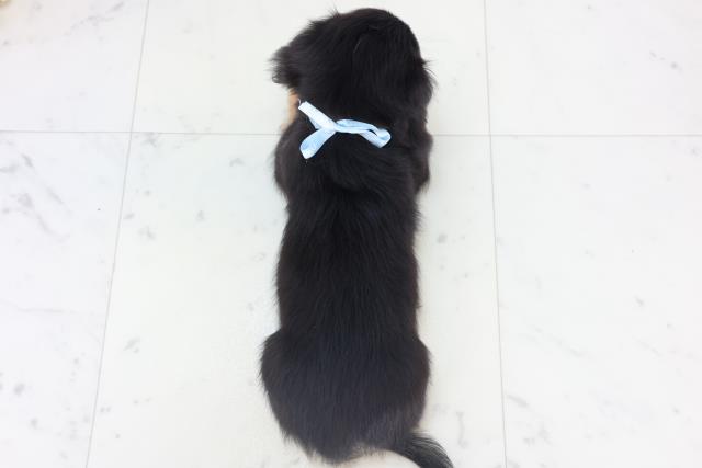 広島県のチワックス(チワワ×ダックス) (Coo&RIKUゆめタウン大竹店/2025年10月17日生まれ/男の子/ブラックタン)の子犬の4枚目の画像