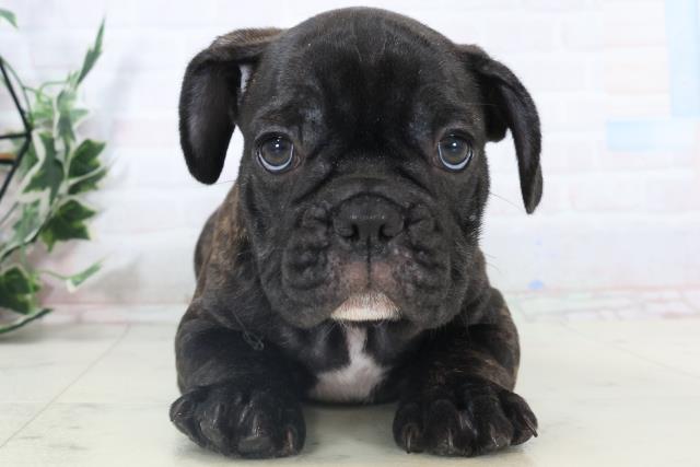 沖縄県のフレンチブルドッグ (Coo&RIKU沖縄浦添店/2025年10月23日生まれ/男の子/ブリンドル)の子犬の1枚目の画像