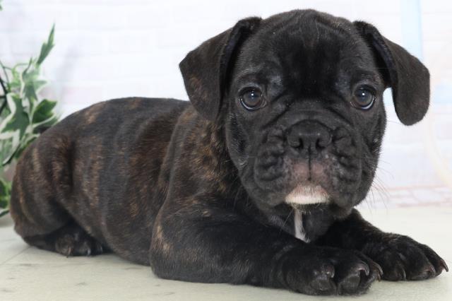 沖縄県のフレンチブルドッグ (Coo&RIKU沖縄浦添店/2025年10月23日生まれ/男の子/ブリンドル)の子犬の2枚目の画像