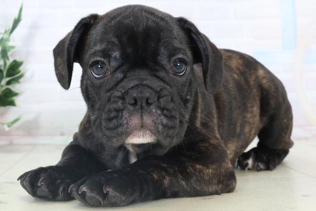 沖縄県のフレンチブルドッグ (Coo&RIKU沖縄浦添店/2025年10月23日生まれ/男の子/ブリンドル)の子犬の3枚目の画像