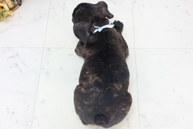 沖縄県のフレンチブルドッグ (Coo&RIKU沖縄浦添店/2025年10月23日生まれ/男の子/ブリンドル)の子犬の4枚目の画像