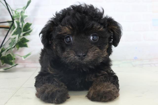 福岡県のチワプー/プーチー(チワワ×プードル) (Coo&RIKU久留米店/2025年10月30日生まれ/女の子/ブラックタン)の子犬の1枚目の画像