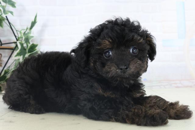 福岡県のチワプー/プーチー(チワワ×プードル) (Coo&RIKU久留米店/2025年10月30日生まれ/女の子/ブラックタン)の子犬の2枚目の画像