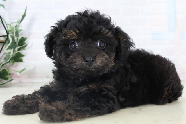 福岡県のチワプー/プーチー(チワワ×プードル) (Coo&RIKU久留米店/2025年10月30日生まれ/女の子/ブラックタン)の子犬の3枚目の画像