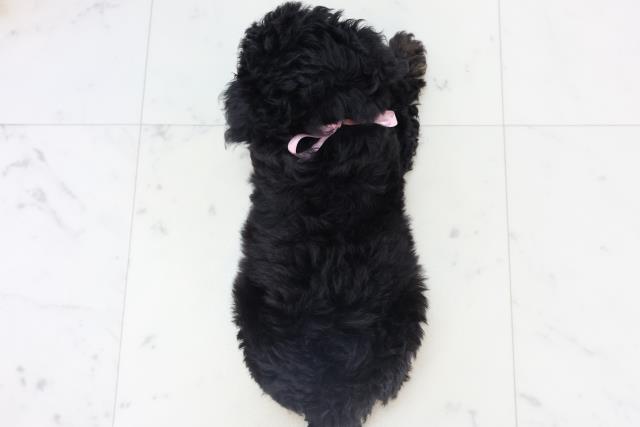 福岡県のチワプー/プーチー(チワワ×プードル) (Coo&RIKU久留米店/2025年10月30日生まれ/女の子/ブラックタン)の子犬の4枚目の画像