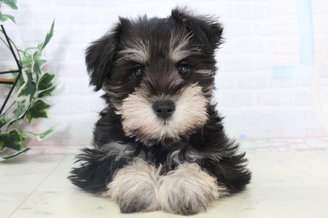 徳島県のミニチュアシュナウザー (Coo&RIKU徳島店/2025年10月30日生まれ/男の子/ブラックシルバー)の子犬の1枚目の画像