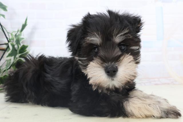 徳島県のミニチュアシュナウザー (Coo&RIKU徳島店/2025年10月30日生まれ/男の子/ブラックシルバー)の子犬の2枚目の画像