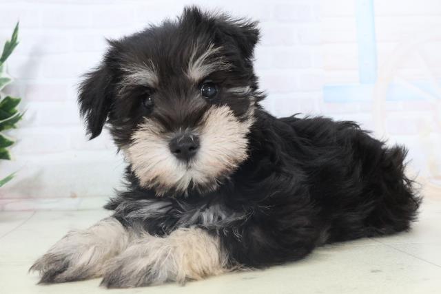 徳島県のミニチュアシュナウザー (Coo&RIKU徳島店/2025年10月30日生まれ/男の子/ブラックシルバー)の子犬の3枚目の画像