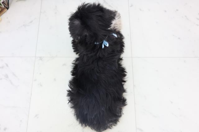 徳島県のミニチュアシュナウザー (Coo&RIKU徳島店/2025年10月30日生まれ/男の子/ブラックシルバー)の子犬の4枚目の画像