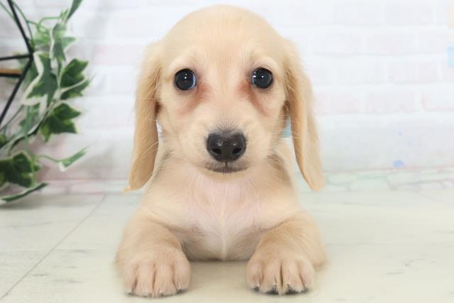 香川県のミニチュアダックスフンド(ロング) (Coo&RIKU高松上福岡店/2025年10月30日生まれ/男の子/イエロー)の子犬の1枚目の画像