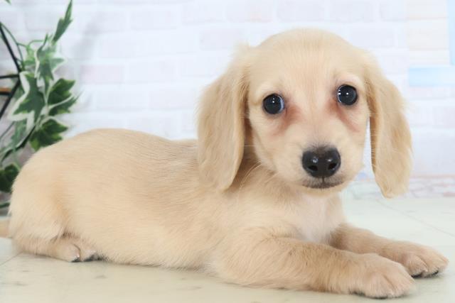 香川県のミニチュアダックスフンド(ロング) (Coo&RIKU高松上福岡店/2025年10月30日生まれ/男の子/イエロー)の子犬の2枚目の画像