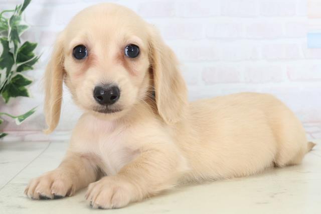 香川県のミニチュアダックスフンド(ロング) (Coo&RIKU高松上福岡店/2025年10月30日生まれ/男の子/イエロー)の子犬の3枚目の画像