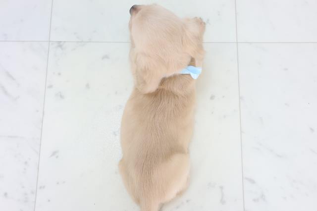 香川県のミニチュアダックスフンド(ロング) (Coo&RIKU高松上福岡店/2025年10月30日生まれ/男の子/イエロー)の子犬の4枚目の画像