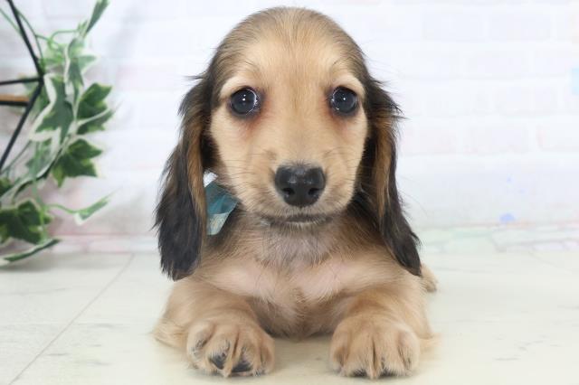 広島県のミニチュアダックスフンド(ロング) (Coo&RIKU福山店/2025年10月30日生まれ/男の子/シェーデットレッド)の子犬の1枚目の画像