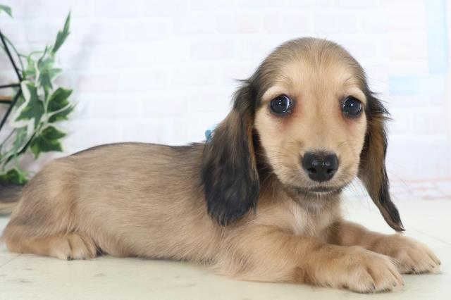 広島県のミニチュアダックスフンド(ロング) (Coo&RIKU福山店/2025年10月30日生まれ/男の子/シェーデットレッド)の子犬の2枚目の画像