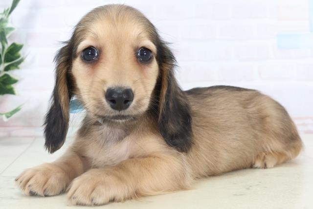 広島県のミニチュアダックスフンド(ロング) (Coo&RIKU福山店/2025年10月30日生まれ/男の子/シェーデットレッド)の子犬の3枚目の画像