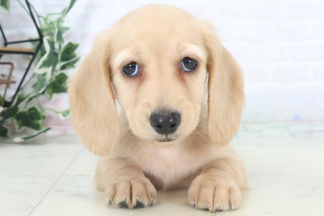 鹿児島県のミニチュアダックスフンド(ロング) (Coo&RIKU鹿児島店/2025年10月30日生まれ/女の子/イエロー)の子犬の1枚目の画像