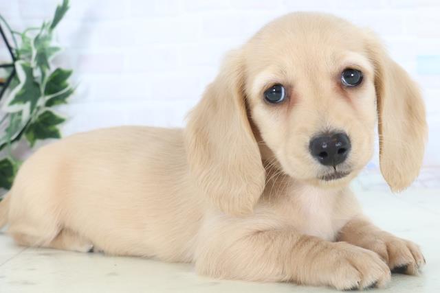 鹿児島県のミニチュアダックスフンド(ロング) (Coo&RIKU鹿児島店/2025年10月30日生まれ/女の子/イエロー)の子犬の2枚目の画像