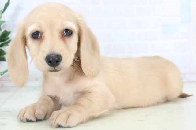 鹿児島県のミニチュアダックスフンド(ロング) (Coo&RIKU鹿児島店/2025年10月30日生まれ/女の子/イエロー)の子犬の3枚目の画像