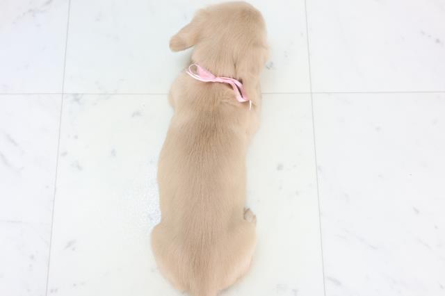 鹿児島県のミニチュアダックスフンド(ロング) (Coo&RIKU鹿児島店/2025年10月30日生まれ/女の子/イエロー)の子犬の4枚目の画像