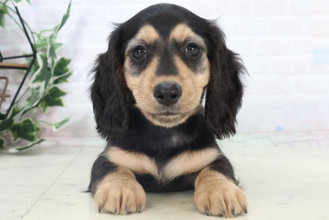 鹿児島県のミニチュアダックスフンド(ロング) (Coo&RIKU鹿児島店/2025年10月30日生まれ/女の子/ブラックタン)の子犬の1枚目の画像