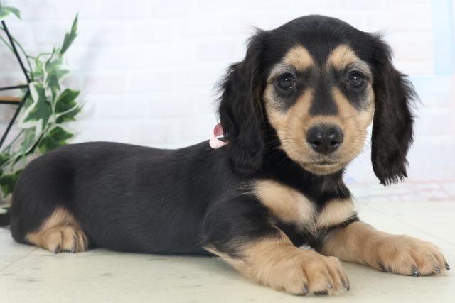 鹿児島県のミニチュアダックスフンド(ロング) (Coo&RIKU鹿児島店/2025年10月30日生まれ/女の子/ブラックタン)の子犬の2枚目の画像