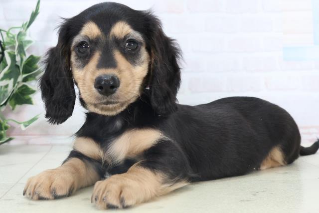 鹿児島県のミニチュアダックスフンド(ロング) (Coo&RIKU鹿児島店/2025年10月30日生まれ/女の子/ブラックタン)の子犬の3枚目の画像