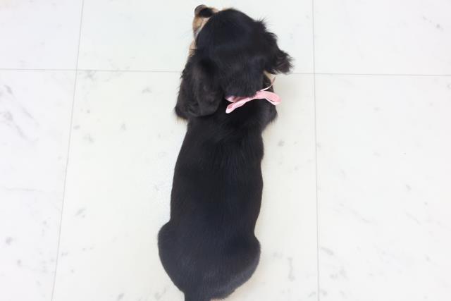 鹿児島県のミニチュアダックスフンド(ロング) (Coo&RIKU鹿児島店/2025年10月30日生まれ/女の子/ブラックタン)の子犬の4枚目の画像