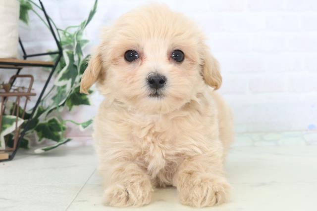愛媛県のマルプー(マルチーズ×プードル) (Coo&RIKU愛媛松山店/2025年10月31日生まれ/男の子/クリーム)の子犬の1枚目の画像