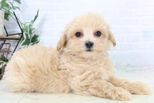 愛媛県のマルプー(マルチーズ×プードル) (Coo&RIKU愛媛松山店/2025年10月31日生まれ/男の子/クリーム)の子犬の2枚目の画像