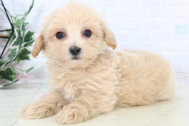 愛媛県のマルプー(マルチーズ×プードル) (Coo&RIKU愛媛松山店/2025年10月31日生まれ/男の子/クリーム)の子犬の3枚目の画像
