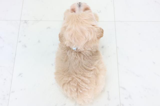 愛媛県のマルプー(マルチーズ×プードル) (Coo&RIKU愛媛松山店/2025年10月31日生まれ/男の子/クリーム)の子犬の4枚目の画像