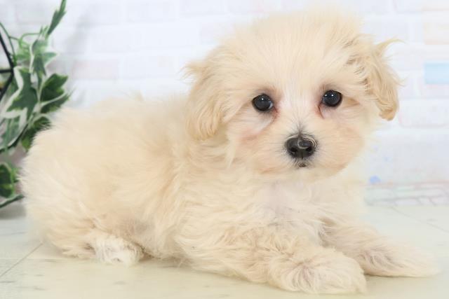 長崎県のマルプー(マルチーズ×プードル) (Coo&RIKU長崎佐世保店/2025年10月31日生まれ/男の子/クリーム)の子犬の2枚目の画像