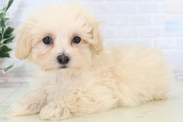 長崎県のマルプー(マルチーズ×プードル) (Coo&RIKU長崎佐世保店/2025年10月31日生まれ/男の子/クリーム)の子犬の3枚目の画像