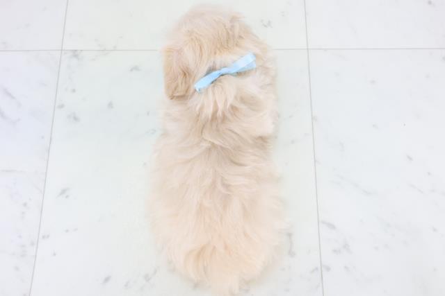 長崎県のマルプー(マルチーズ×プードル) (Coo&RIKU長崎佐世保店/2025年10月31日生まれ/男の子/クリーム)の子犬の4枚目の画像