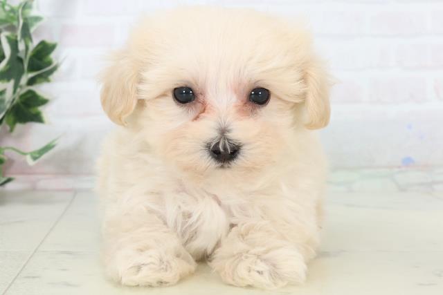 福岡県のマルプー(マルチーズ×プードル) (Coo&RIKU久留米店/2025年10月31日生まれ/男の子/クリーム)の子犬の1枚目の画像