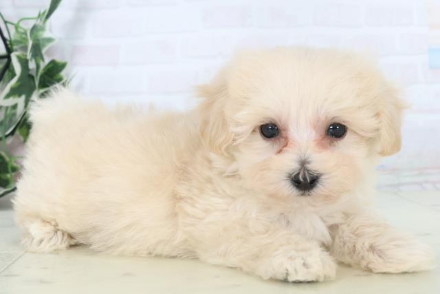 福岡県のマルプー(マルチーズ×プードル) (Coo&RIKU久留米店/2025年10月31日生まれ/男の子/クリーム)の子犬の2枚目の画像