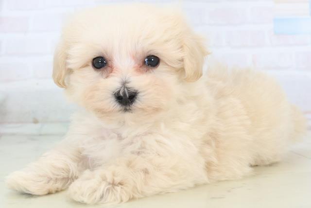 福岡県のマルプー(マルチーズ×プードル) (Coo&RIKU久留米店/2025年10月31日生まれ/男の子/クリーム)の子犬の3枚目の画像