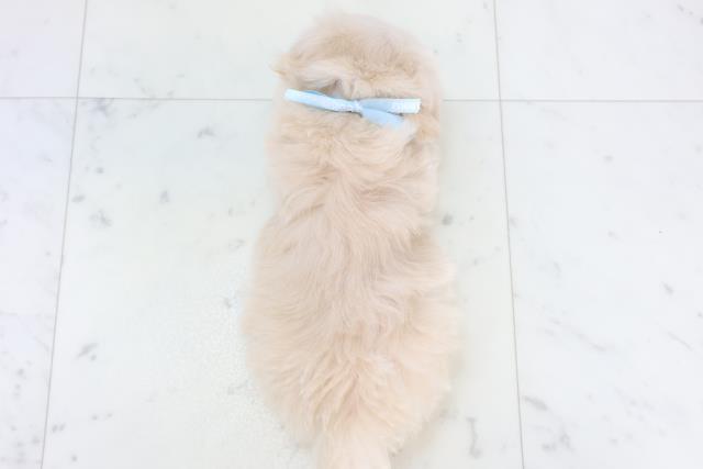 福岡県のマルプー(マルチーズ×プードル) (Coo&RIKU久留米店/2025年10月31日生まれ/男の子/クリーム)の子犬の4枚目の画像