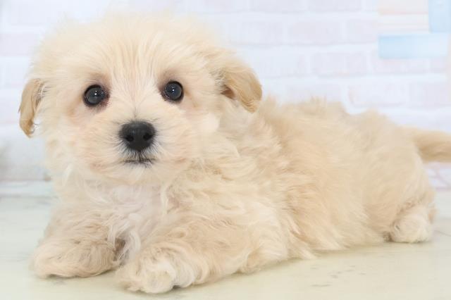 沖縄県のマルプー(マルチーズ×プードル) (Coo&RIKU沖縄浦添店/2025年10月31日生まれ/男の子/クリーム)の子犬の3枚目の画像