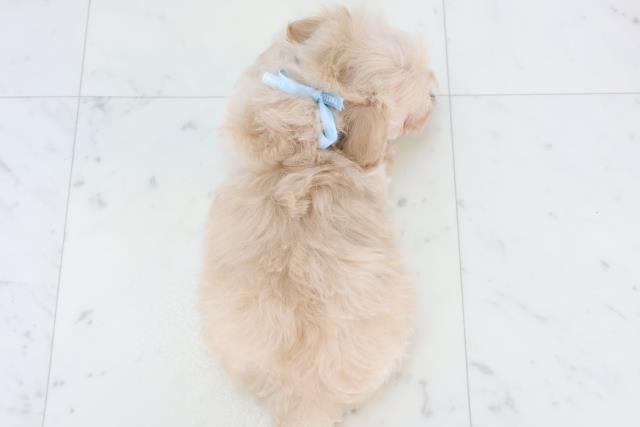 沖縄県のマルプー(マルチーズ×プードル) (Coo&RIKU沖縄浦添店/2025年10月31日生まれ/男の子/クリーム)の子犬の4枚目の画像