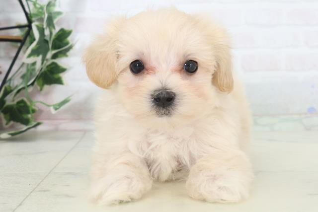 沖縄県のマルプー(マルチーズ×プードル) (Coo&RIKU沖縄浦添店/2025年10月31日生まれ/女の子/クリーム)の子犬の1枚目の画像