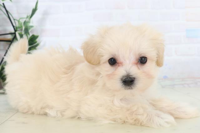 沖縄県のマルプー(マルチーズ×プードル) (Coo&RIKU沖縄浦添店/2025年10月31日生まれ/女の子/クリーム)の子犬の2枚目の画像