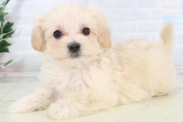 沖縄県のマルプー(マルチーズ×プードル) (Coo&RIKU沖縄浦添店/2025年10月31日生まれ/女の子/クリーム)の子犬の3枚目の画像