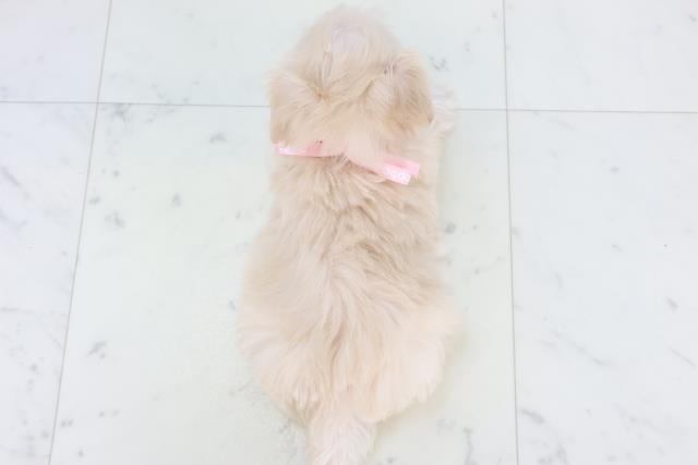 沖縄県のマルプー(マルチーズ×プードル) (Coo&RIKU沖縄浦添店/2025年10月31日生まれ/女の子/クリーム)の子犬の4枚目の画像