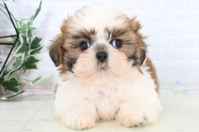 愛媛県のシーズー (Coo&RIKU愛媛松山店/2025年11月2日生まれ/男の子/ゴールドホワイト)の子犬の1枚目の画像