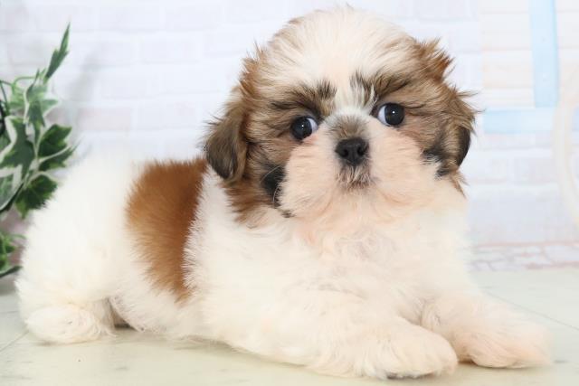 愛媛県のシーズー (Coo&RIKU愛媛松山店/2025年11月2日生まれ/男の子/ゴールドホワイト)の子犬の2枚目の画像