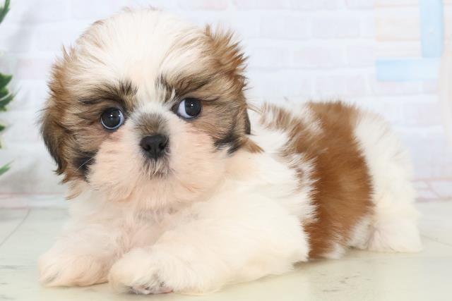 愛媛県のシーズー (Coo&RIKU愛媛松山店/2025年11月2日生まれ/男の子/ゴールドホワイト)の子犬の3枚目の画像