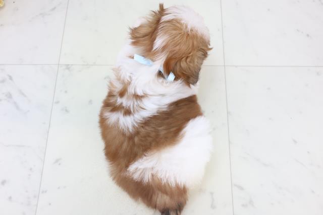 愛媛県のシーズー (Coo&RIKU愛媛松山店/2025年11月2日生まれ/男の子/ゴールドホワイト)の子犬の4枚目の画像